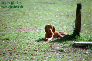 Der lag in new Orleans gelangweilt im Park