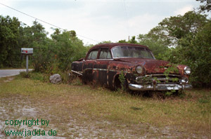 Everglades - Florida - USA