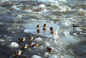 Enten im Helsinker Hafenbeken