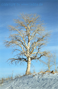 Birke in Colorado
