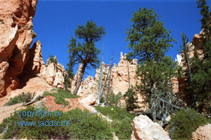 Bryce Canyon - USA