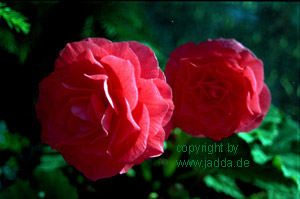 Blumen aus Theos Garten