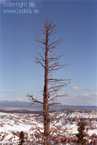 Bryce Canyon