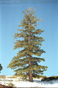 dieser Baum stand auch irgendwo in der UAS....