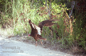 Geier in den Everglades