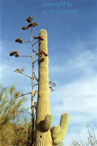 Joshua Tree National Park nhe Tucson - USA