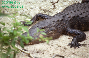 Everglades