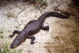 Everglades