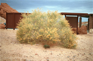 Valley of Fire nahe Las Vegas - USA