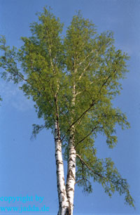 Birke in Helsinki