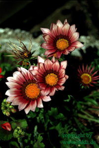 finnische Blumen
